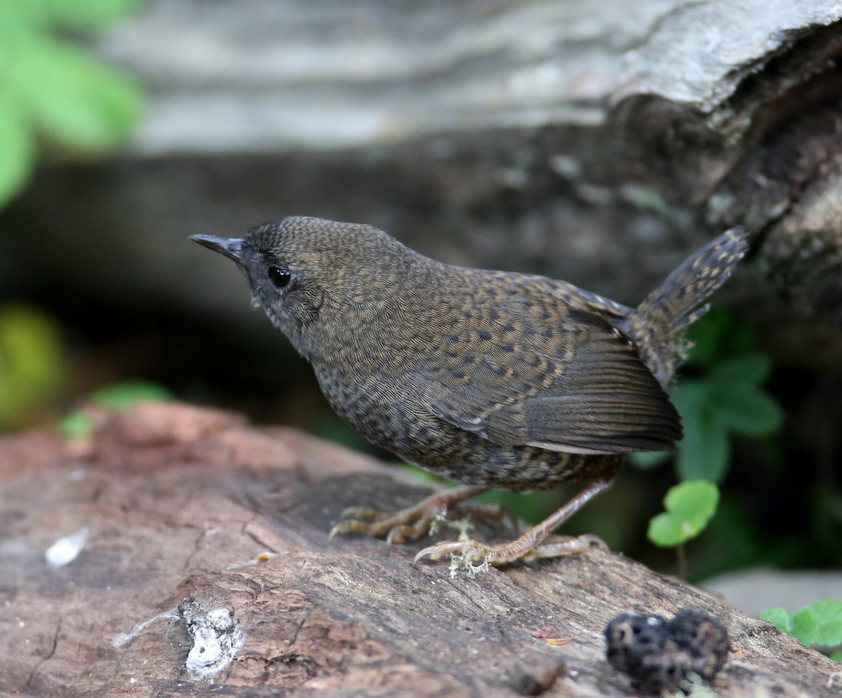 Magellanic Tapaculo - Hal and Kirsten Snyder