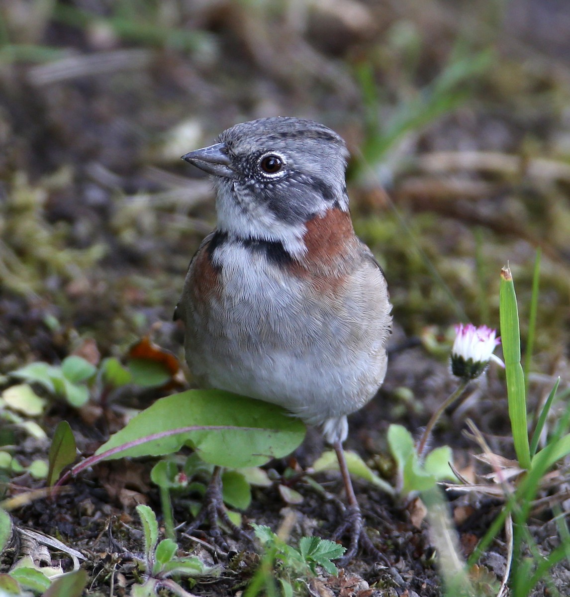 Rufous-collared Sparrow - Hal and Kirsten Snyder