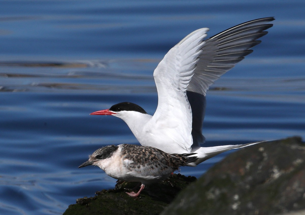 South American Tern - Hal and Kirsten Snyder