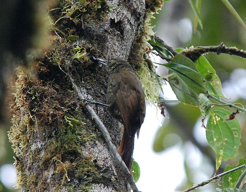 Yeşil Sırtlı Tırmaşık - ML204319091