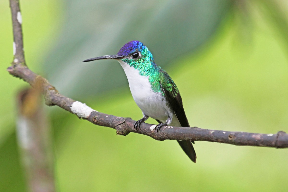 Andean Emerald - Greg  Griffith