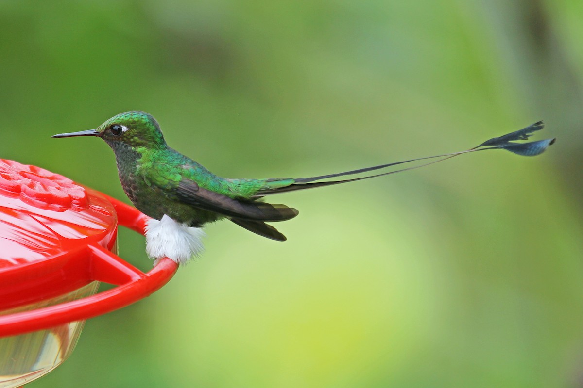 Colibrí de Raquetas Faldiblanco - ML204319611