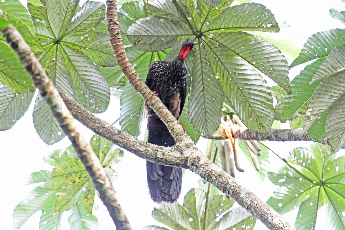 Cauca Guan - ML204319661