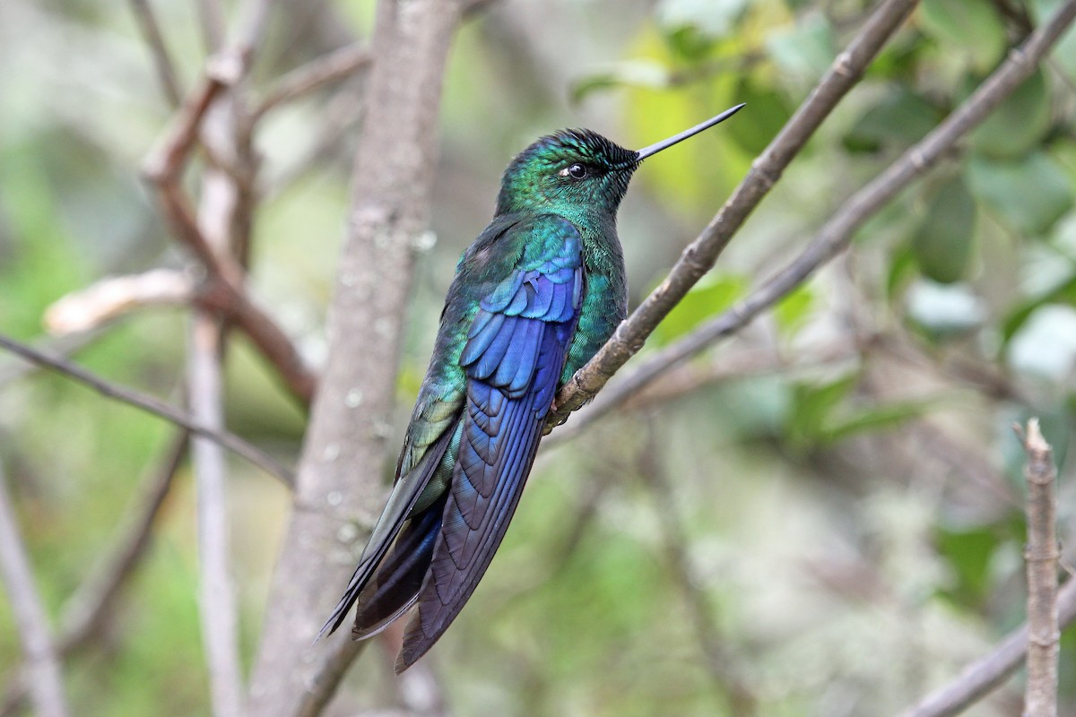 Colibrí Aliazul - ML204319841