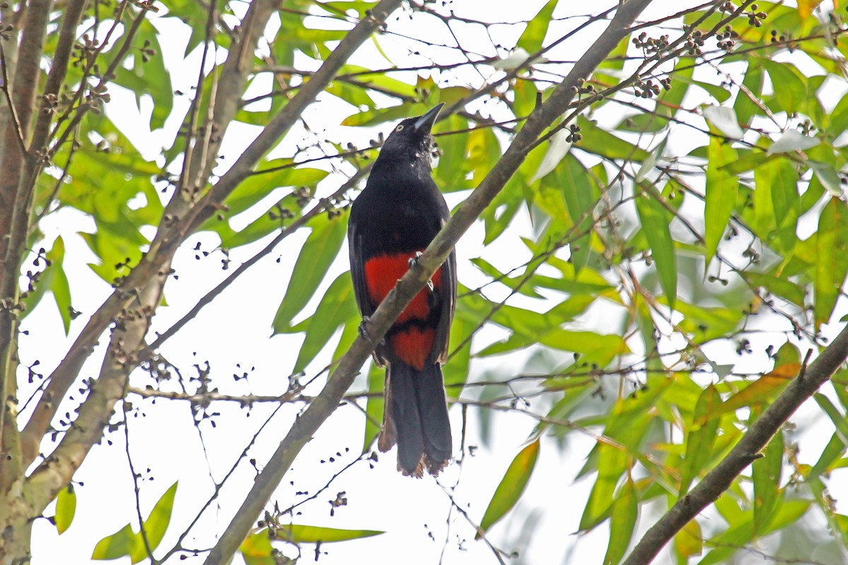 Red-bellied Grackle - Greg  Griffith