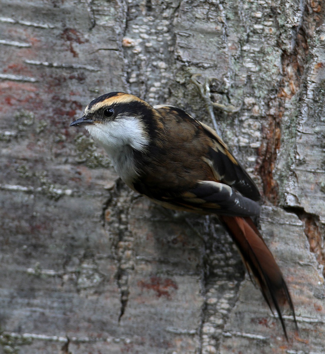 Thorn-tailed Rayadito - Hal and Kirsten Snyder