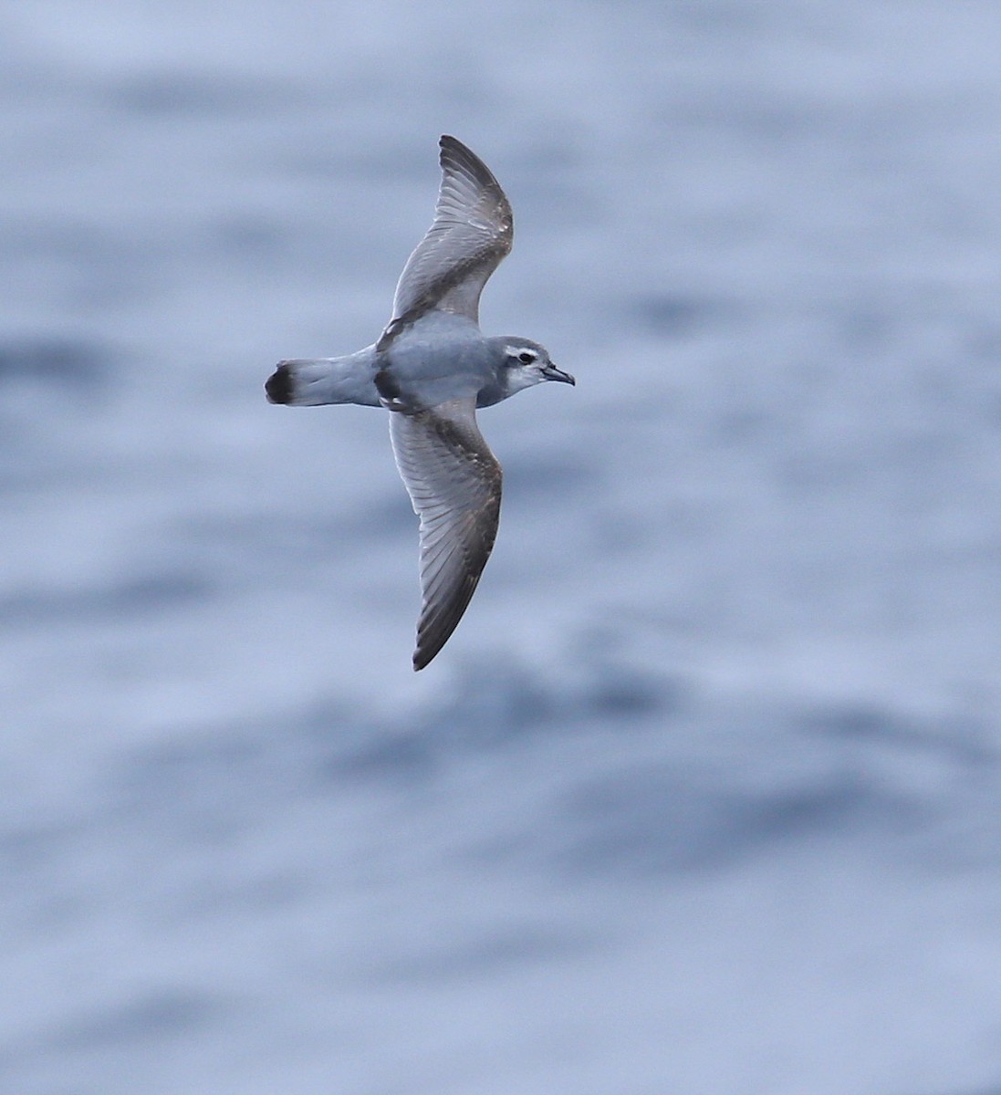 Antarctic Prion - ML204320421