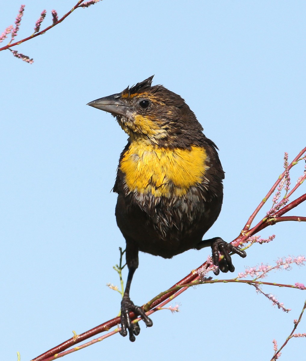 Yellow-headed Blackbird - ML204320551