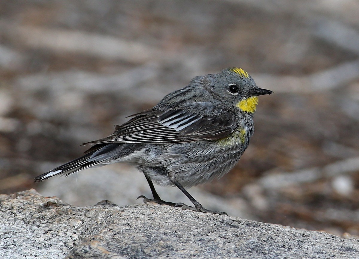 Yellow-rumped Warbler (Audubon's) - Hal and Kirsten Snyder