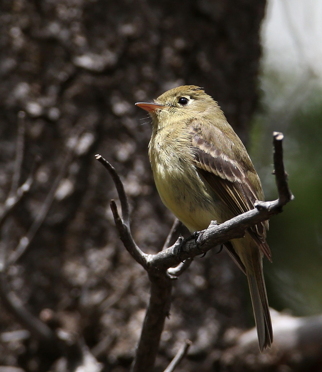 Western Flycatcher (Cordilleran) - ML204320771