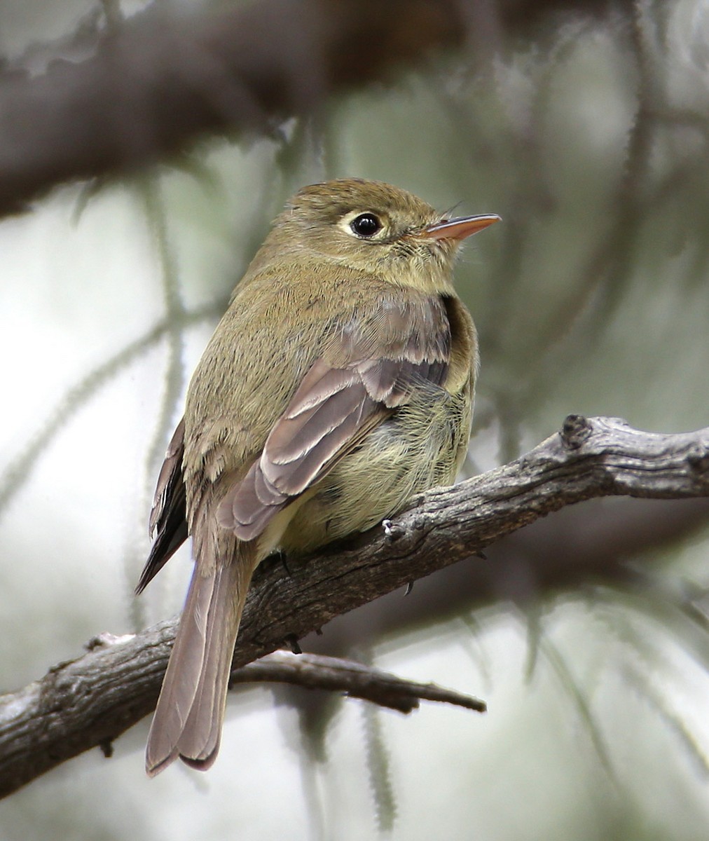 Western Flycatcher (Cordilleran) - ML204320781