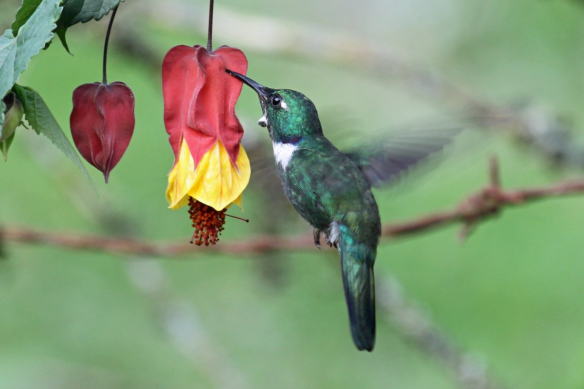 White-throated Daggerbill - Greg  Griffith