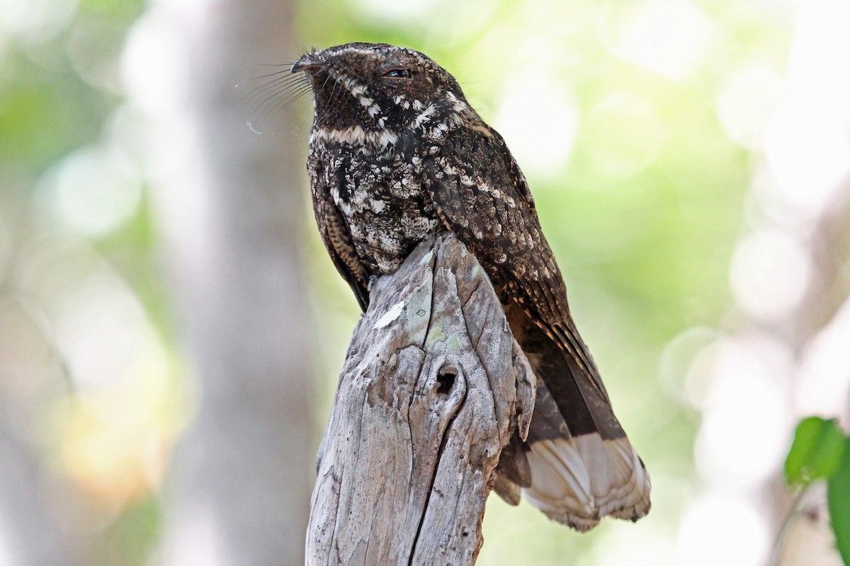 Cuban Nightjar - ML204321841