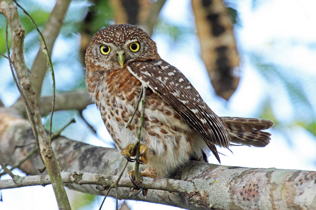 Cuban Pygmy-Owl - Greg  Griffith