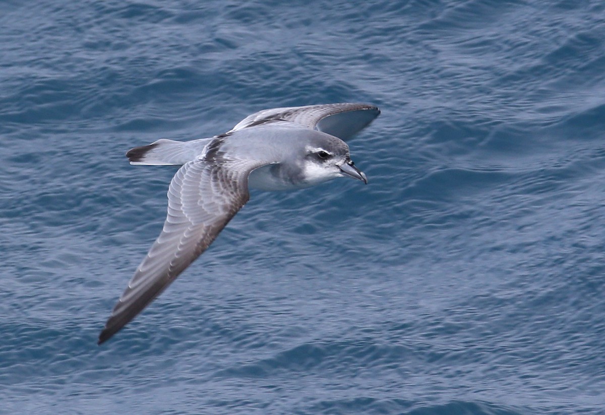 Antarctic Prion - ML204322191