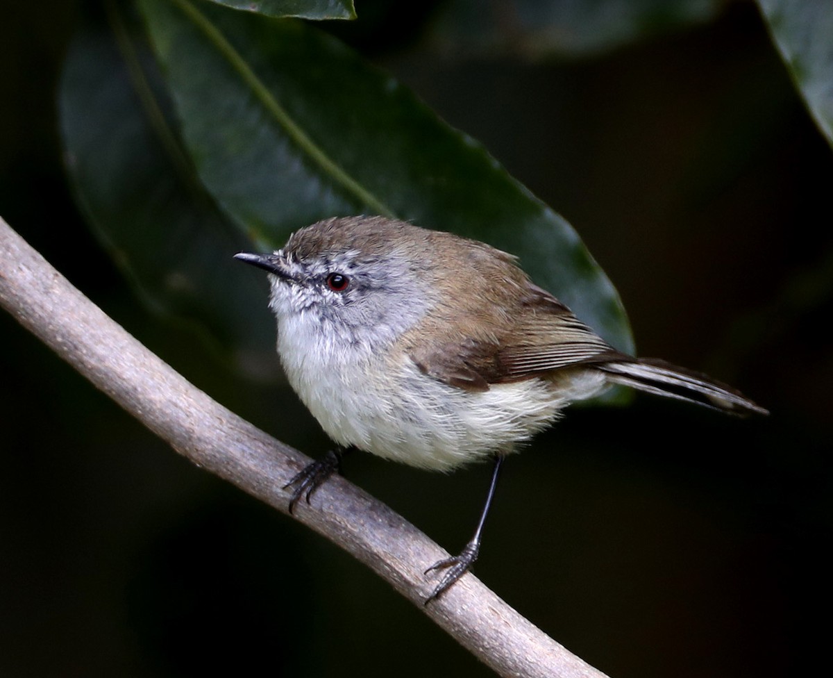 Brown Gerygone - ML204322741