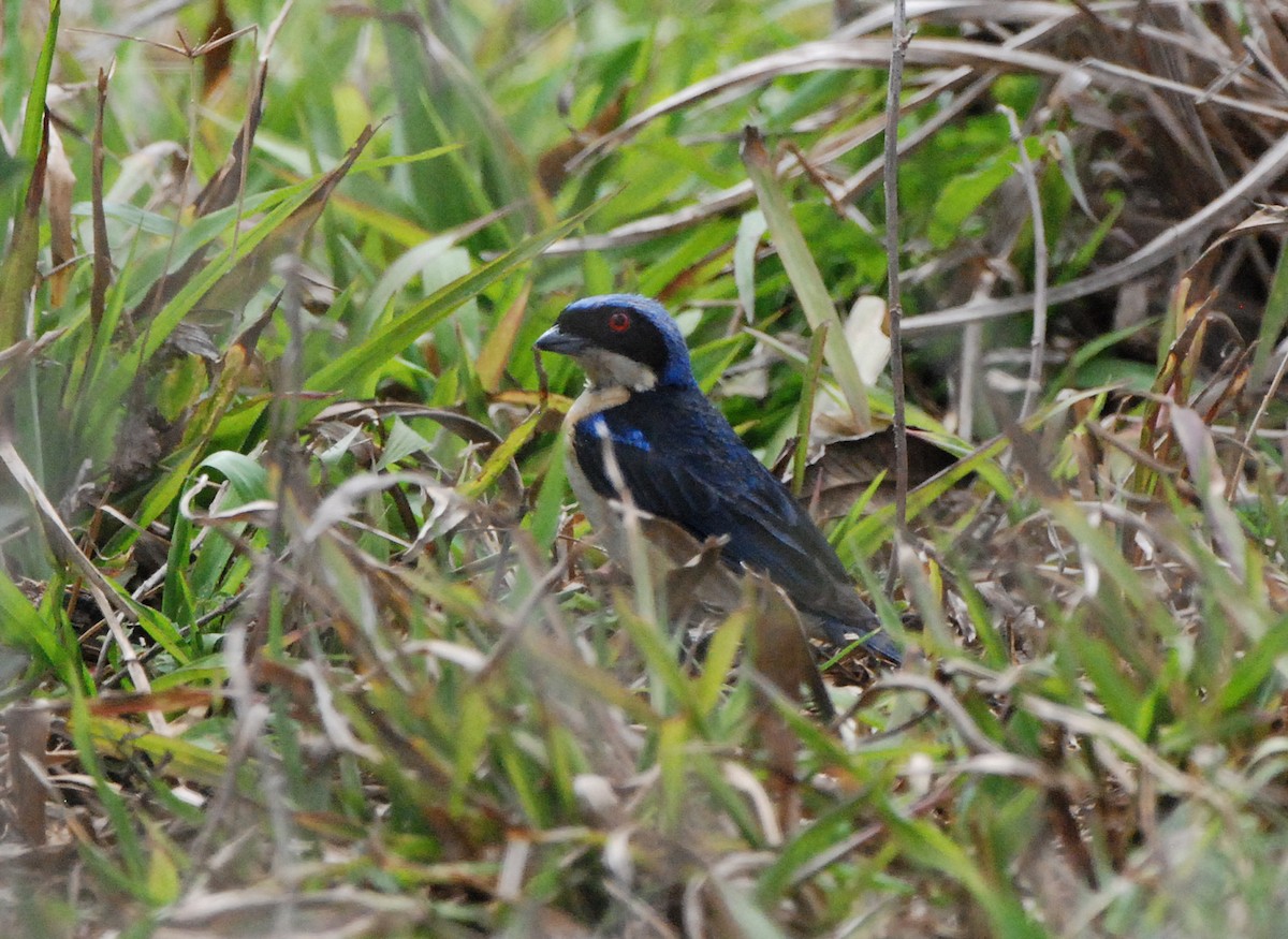 Fawn-breasted Tanager - ML204322911