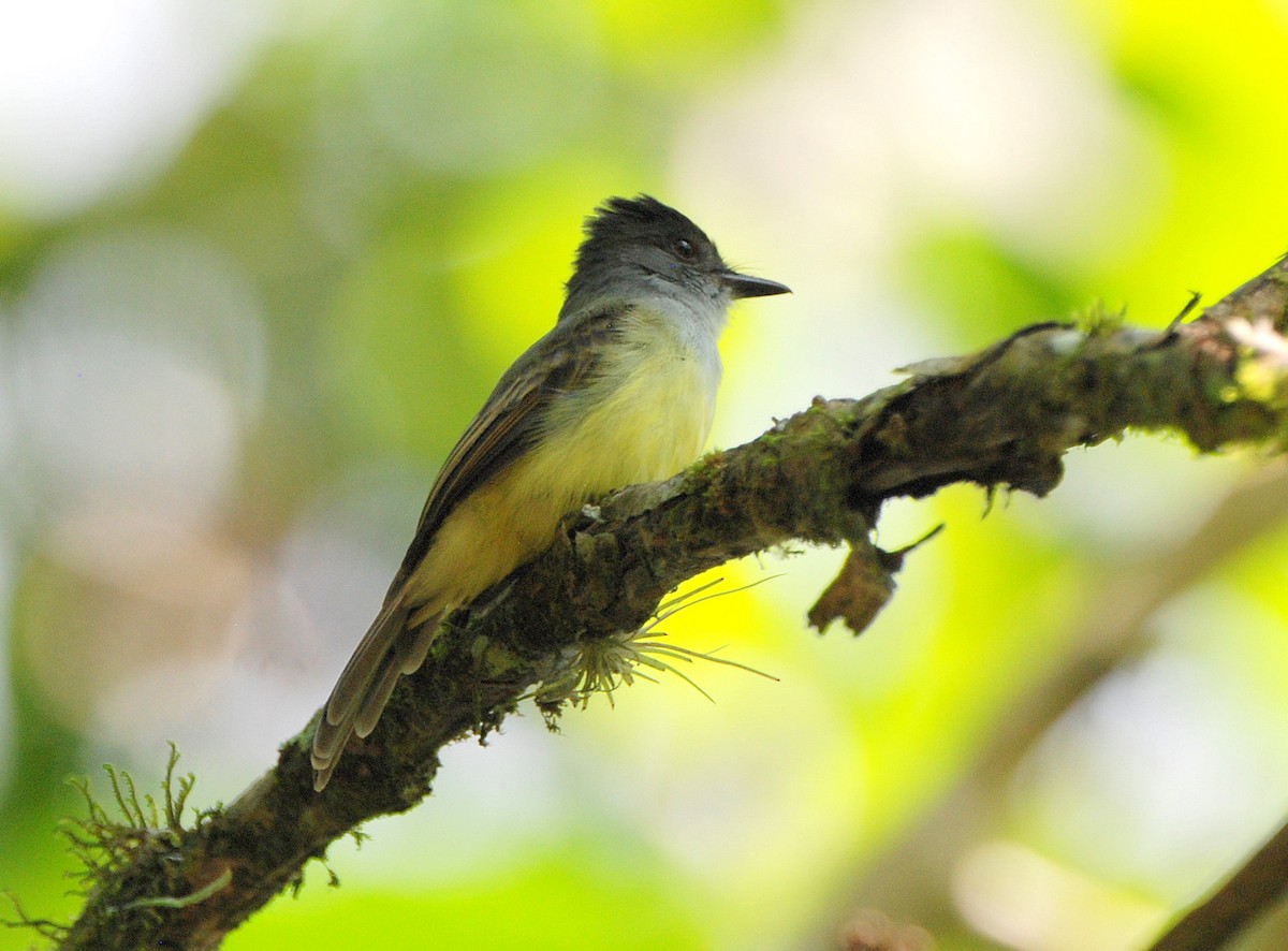 Dusky-capped Flycatcher - ML204322981