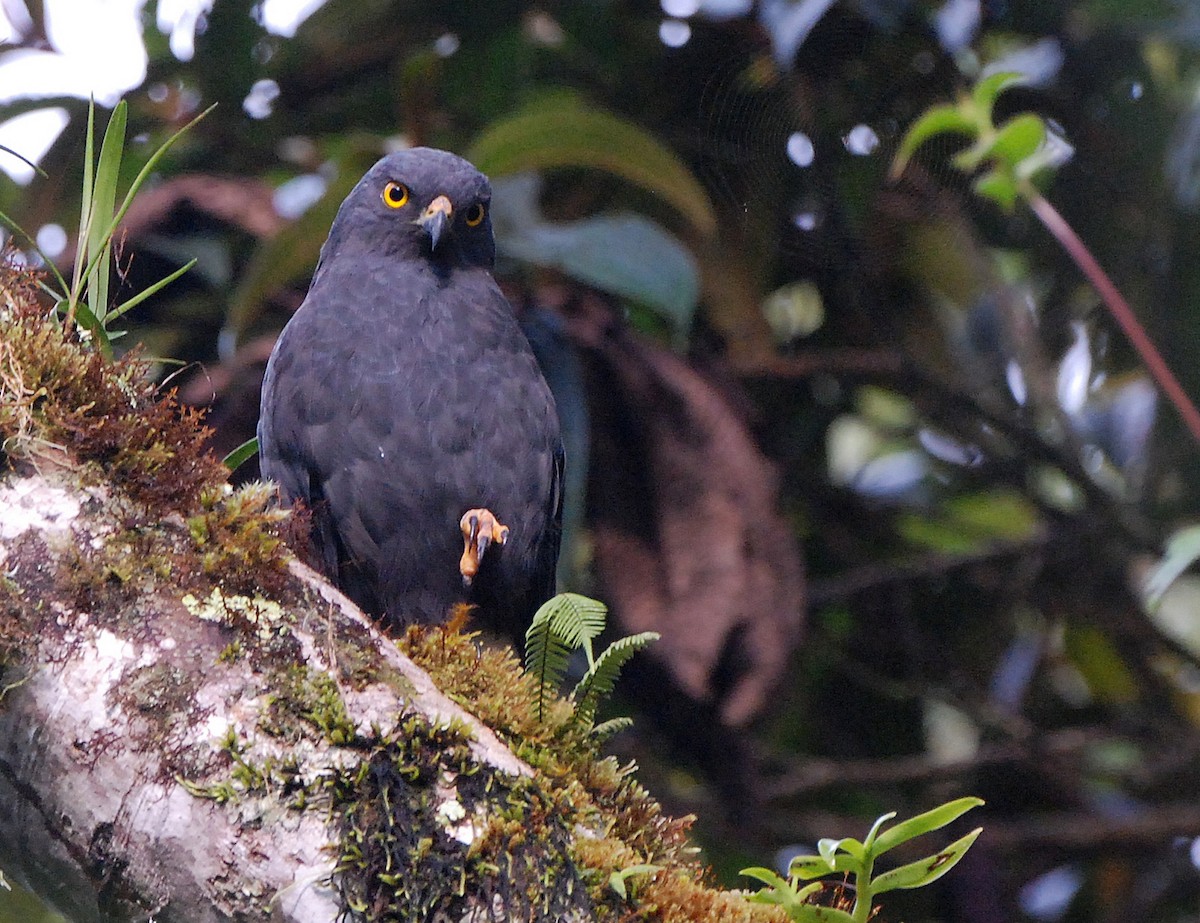 White-rumped Hawk - ML204323251