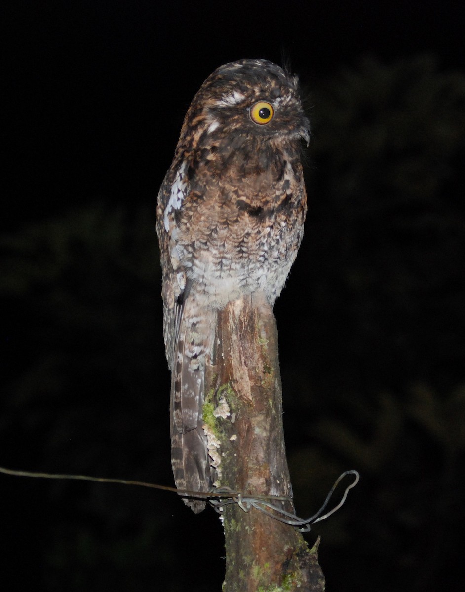 Andean Potoo - Tadeusz Stawarczyk