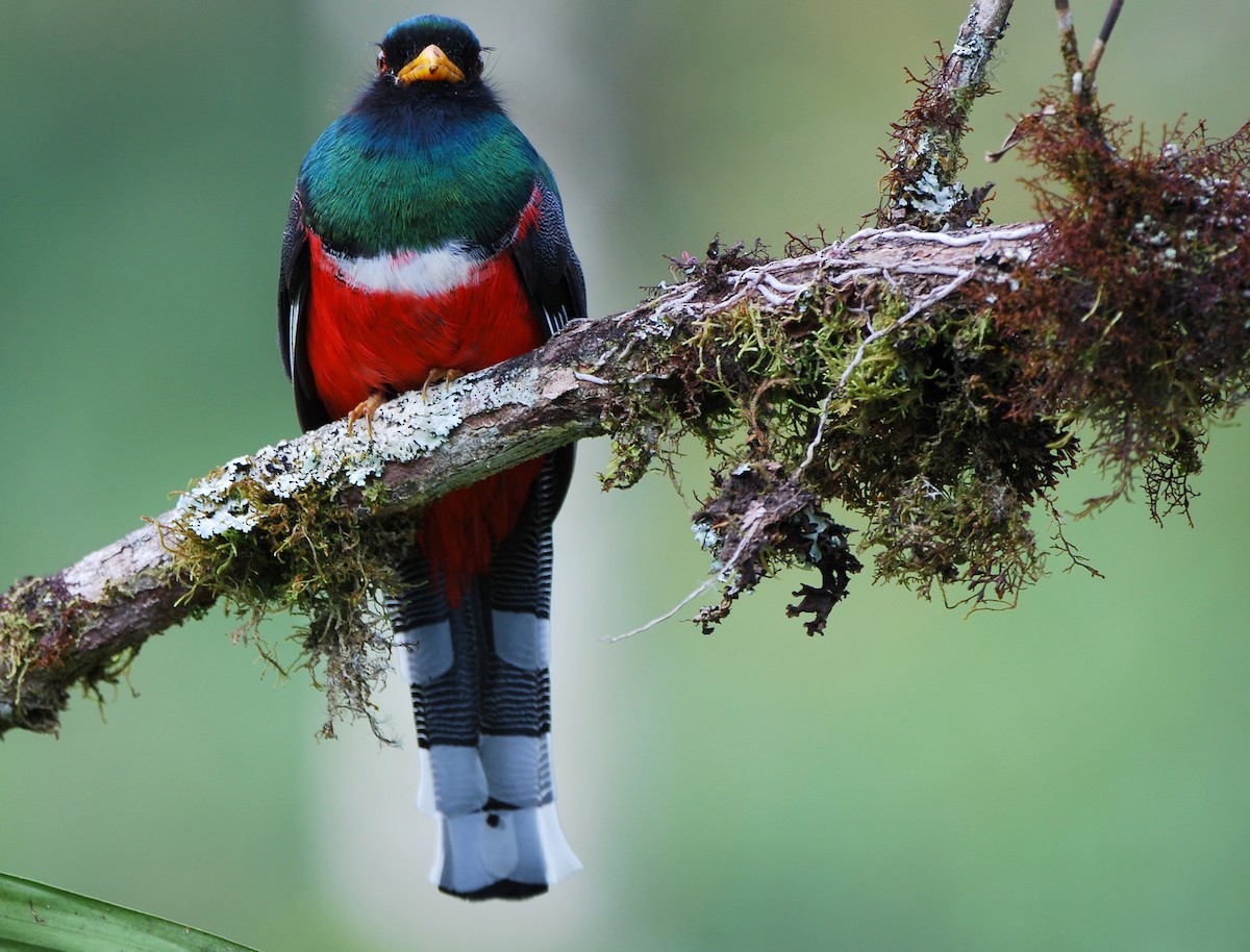 Masked Trogon - ML204323331