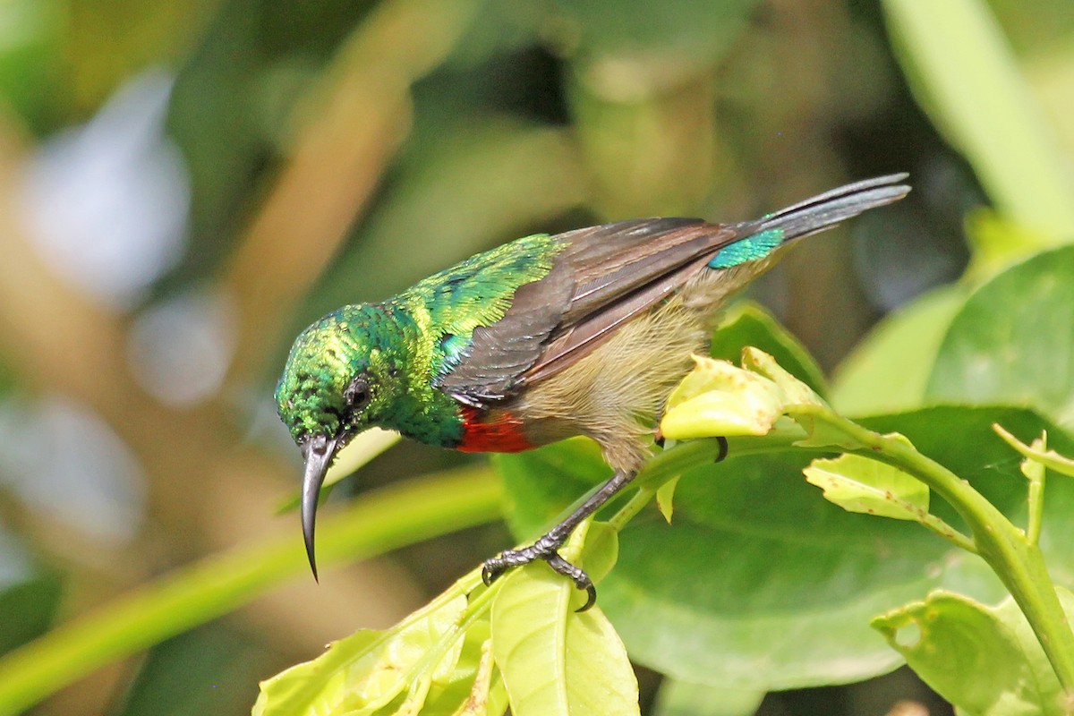 Olive-bellied Sunbird - Greg  Griffith