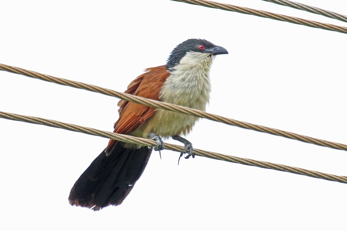 Senegal Coucal - ML204323481