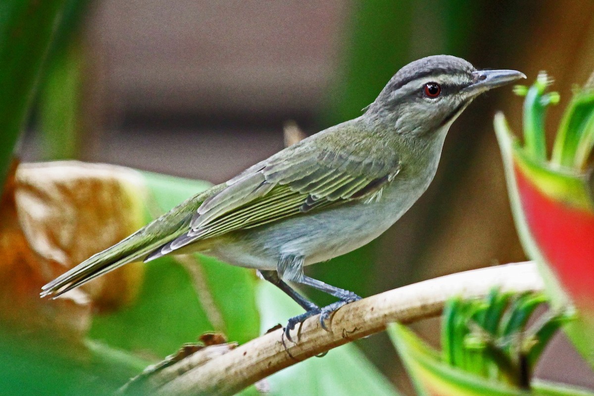 Black-whiskered Vireo - ML204323591