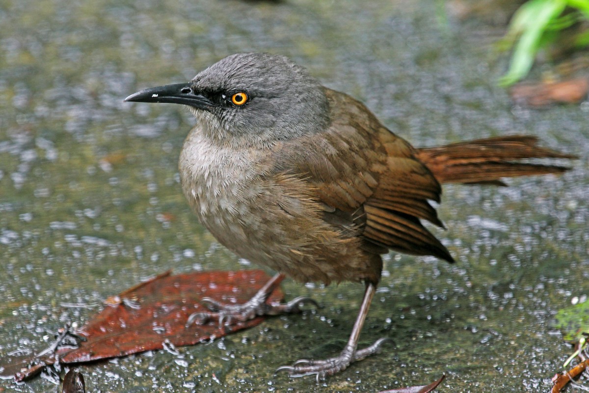 Brown Trembler - ML204323601