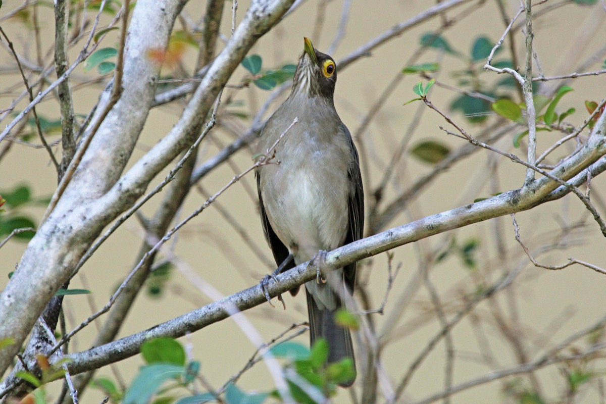 Spectacled Thrush - ML204323671