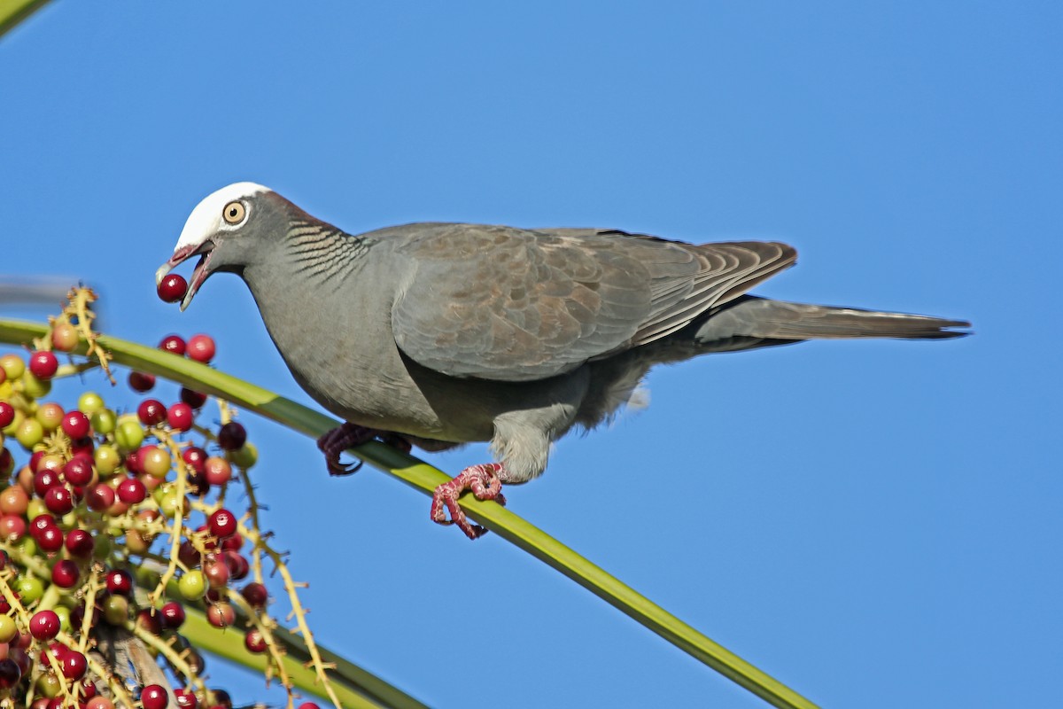 White-crowned Pigeon - ML204323721