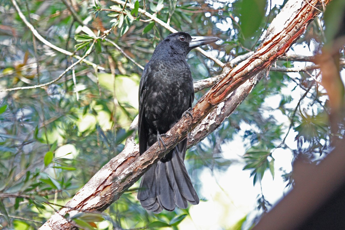 Black Butcherbird - Greg  Griffith