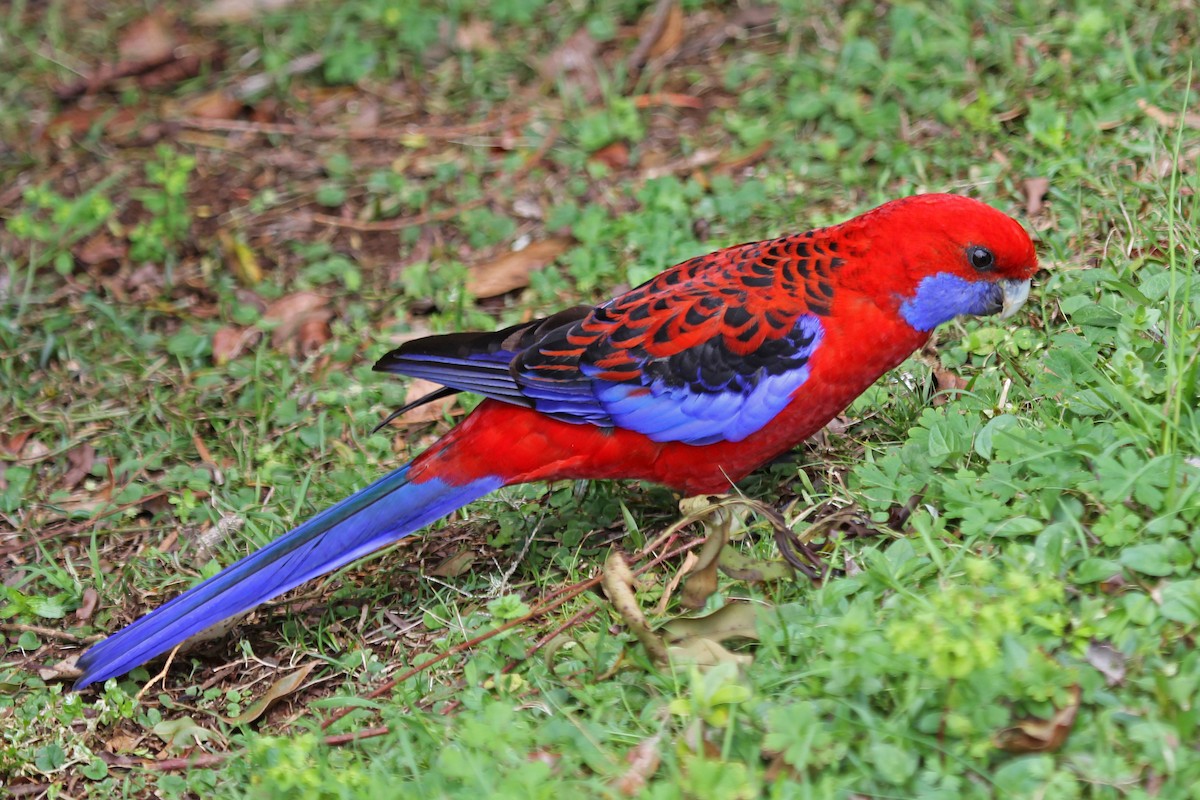 Crimson Rosella (Crimson) - ML204323811