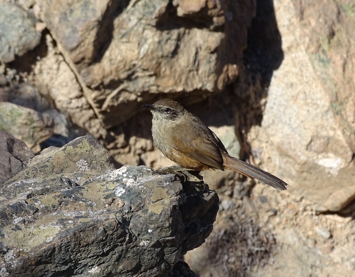 Dusky-tailed Canastero - Charly Moreno Taucare