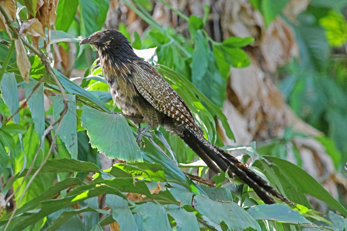 Pheasant Coucal (Pheasant) - Greg  Griffith