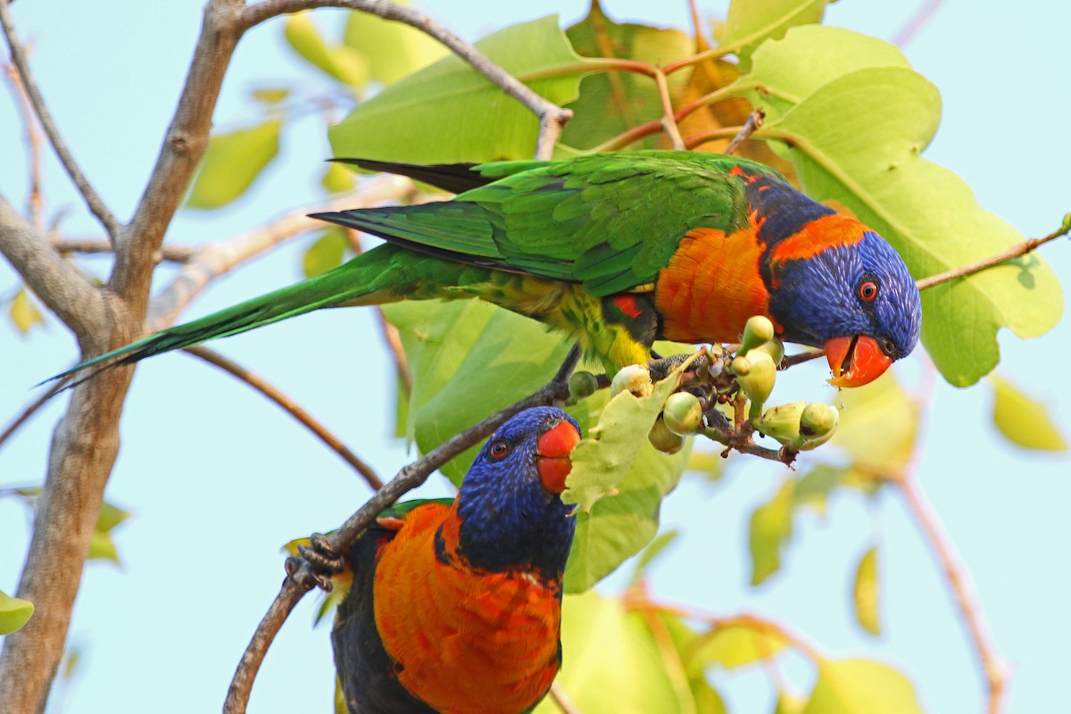 Red-collared Lorikeet - ML204324001