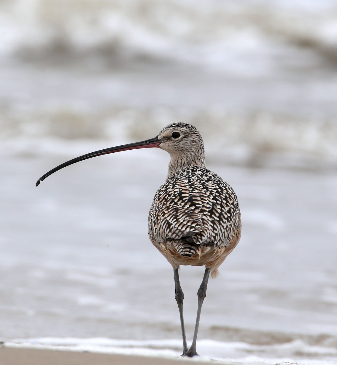 Long-billed Curlew - ML204324111