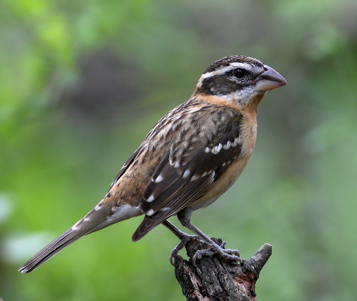 Black-headed Grosbeak - Hal and Kirsten Snyder