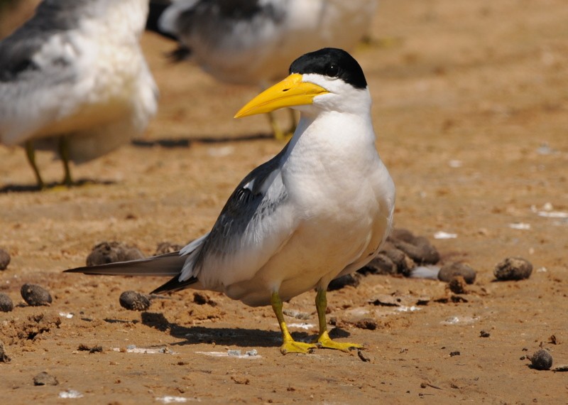 Large-billed Tern - ML204324821