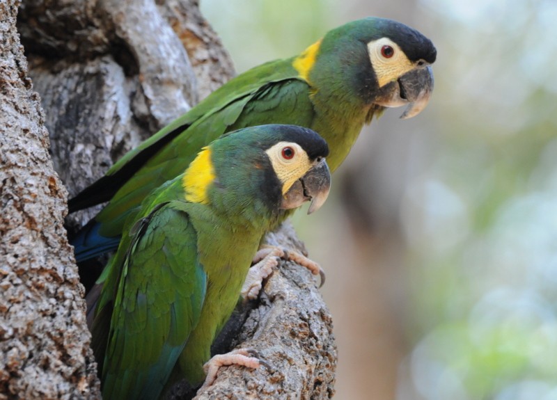 Yellow-collared Macaw - ML204324971