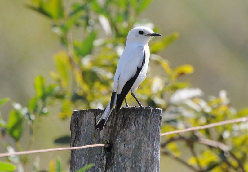 White Monjita - ML204325101