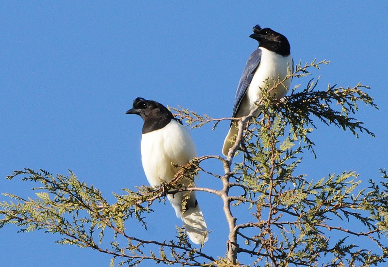 Curl-crested Jay - Tadeusz Stawarczyk