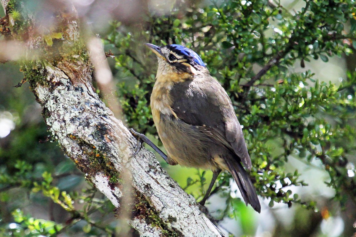 Blue-capped Ifrita - Greg  Griffith