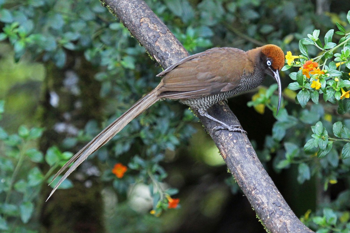 Brown Sicklebill - ML204325881