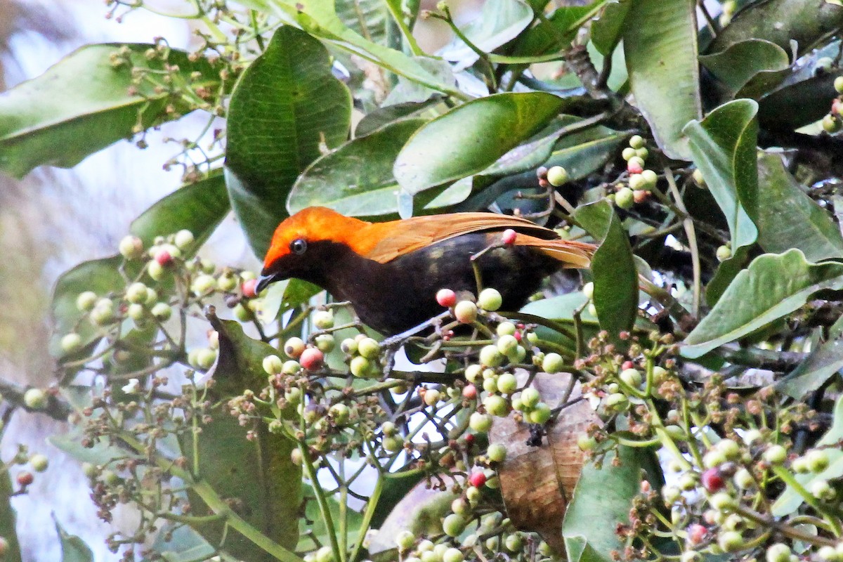 Crested Satinbird (Red) - ML204325901