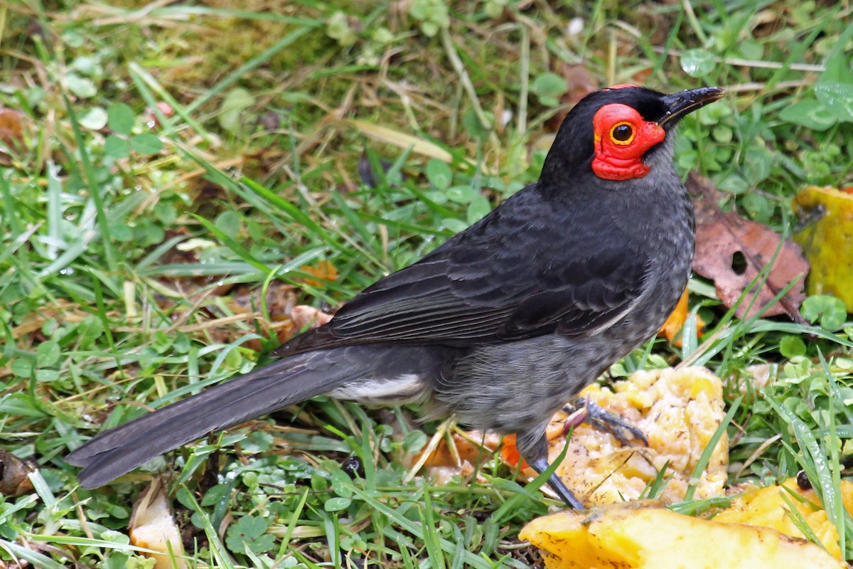 Smoky Honeyeater - ML204326021