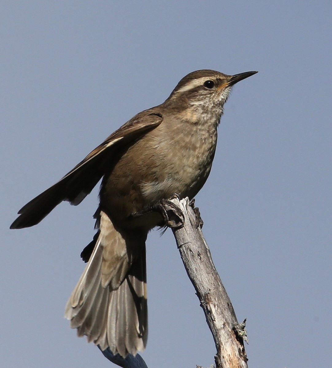 Buff-winged Cinclodes - ML204326211