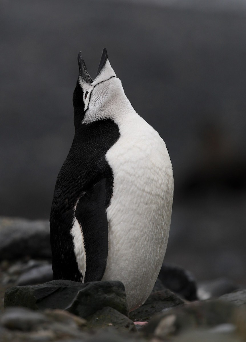 Антарктический пингвин - ML204326231