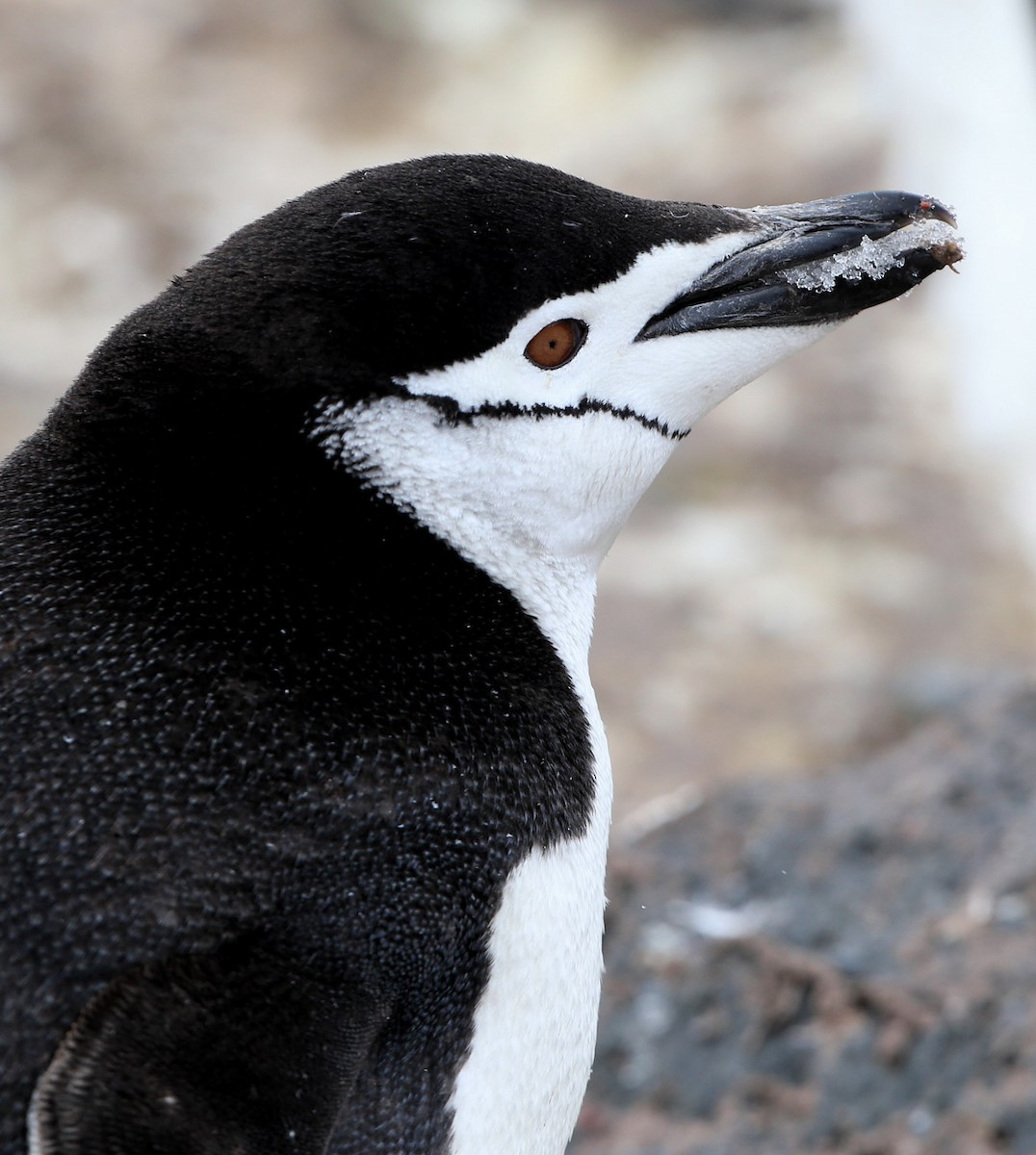 Антарктический пингвин - ML204326241