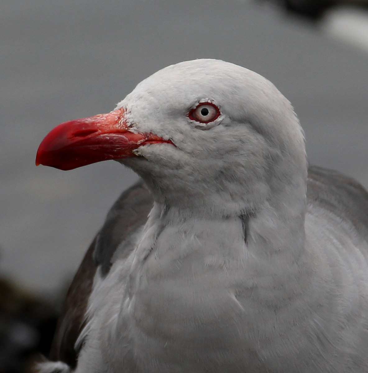 Dolphin Gull - Hal and Kirsten Snyder